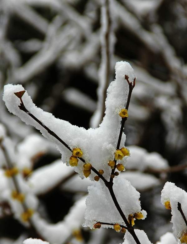 沭陽(yáng)臘梅花 沭陽(yáng)臘梅花