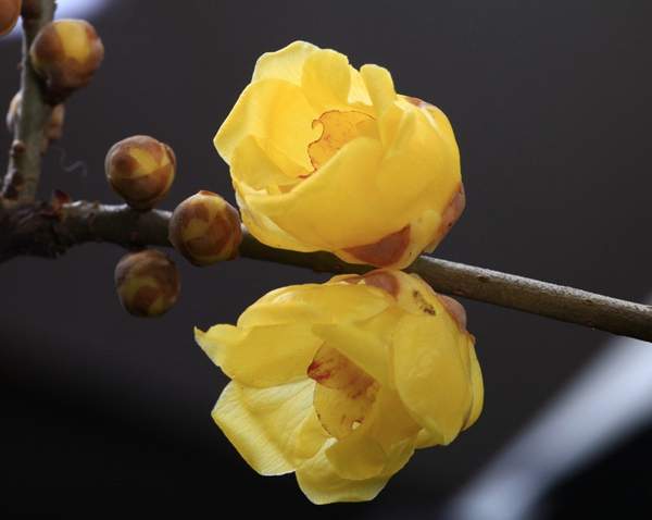 沭陽(yáng)臘梅花 沭陽(yáng)臘梅花