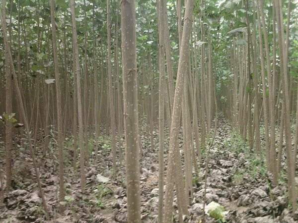 楊樹苗多少錢一棵?