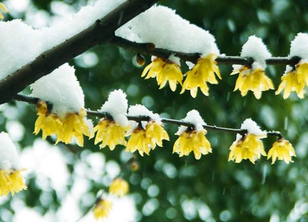 叢生臘梅樹 叢生臘梅樹