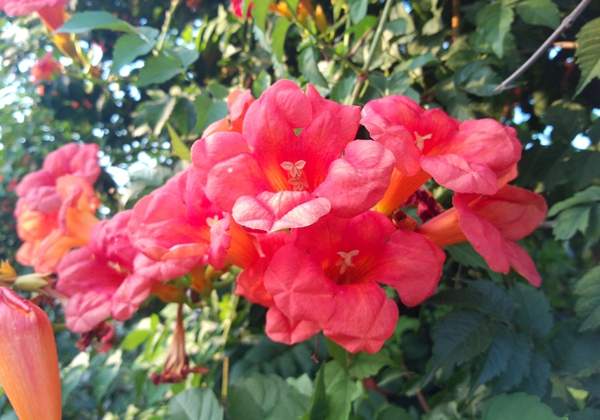 美國凌霄花 美國凌霄花