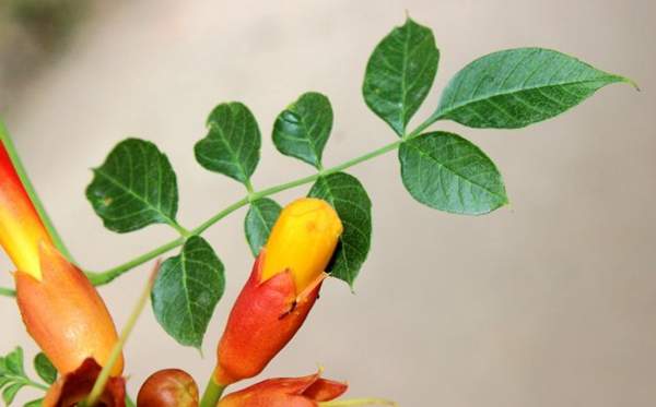 沭陽的凌霄花 沭陽的凌霄花