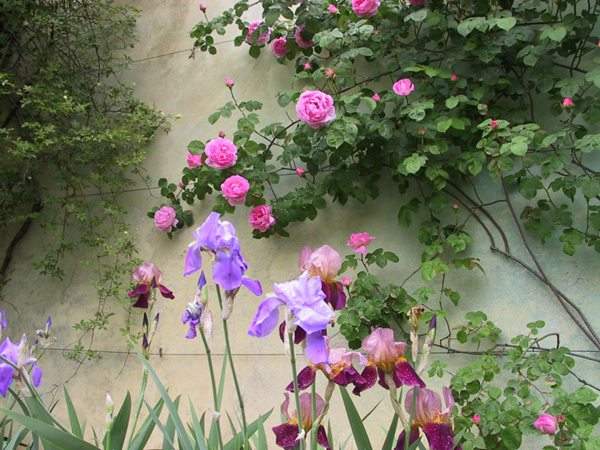 藤本月季花語是什么？