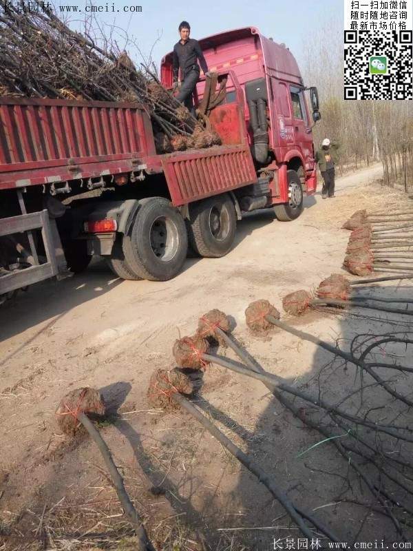 木瓜基地 木瓜基地