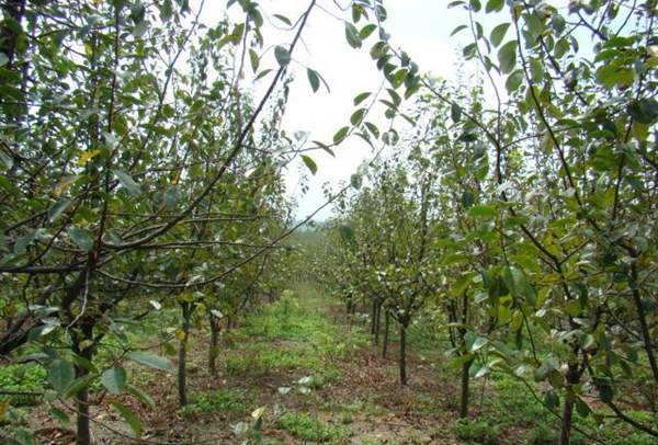 木瓜樹種植 木瓜樹種植