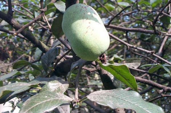 沭陽木瓜基地 沭陽木瓜基地