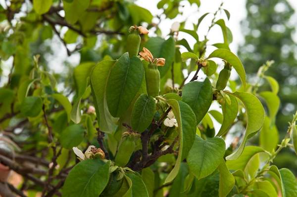 2016木瓜價(jià)格 2016木瓜價(jià)格