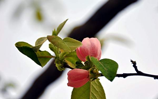 2016木瓜價(jià)格 2016木瓜價(jià)格