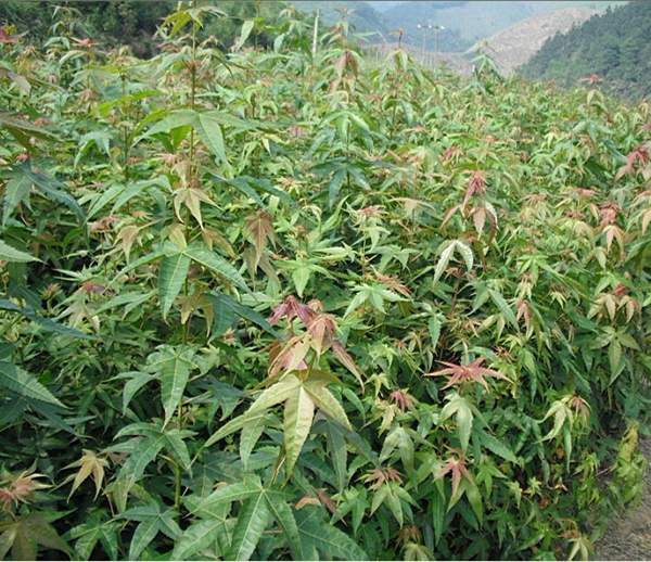 青楓樹的優勢 青楓樹的優勢