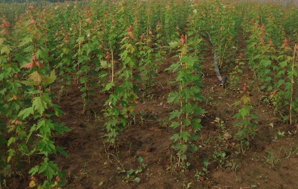 青楓樹規格 青楓樹規格