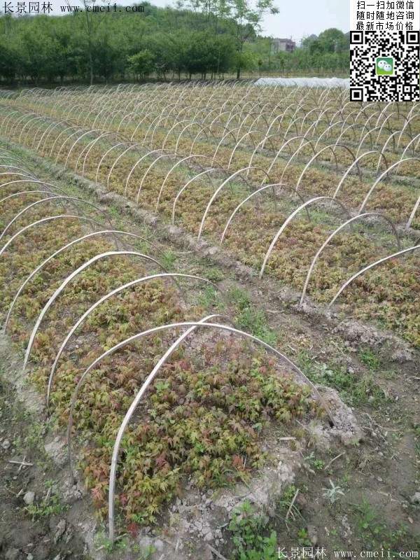 青楓樹(shù)價(jià)格 青楓樹(shù)價(jià)格