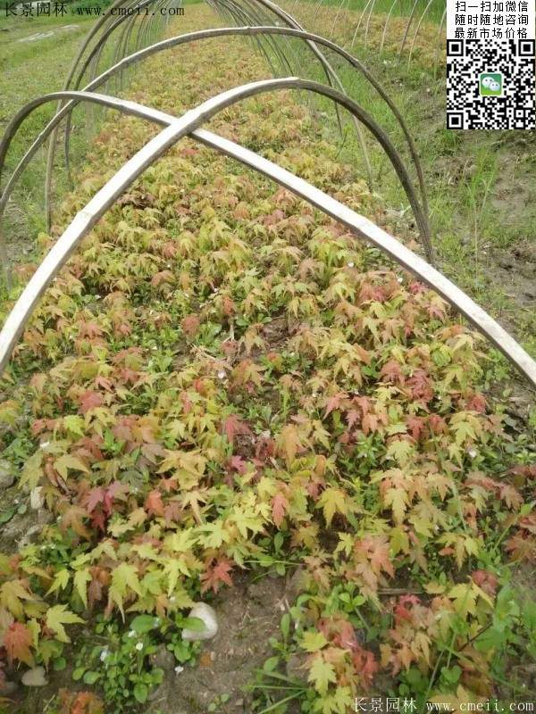 青楓樹(shù)價(jià)格 青楓樹(shù)價(jià)格