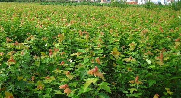 青楓樹(shù)價(jià)格 青楓樹(shù)價(jià)格