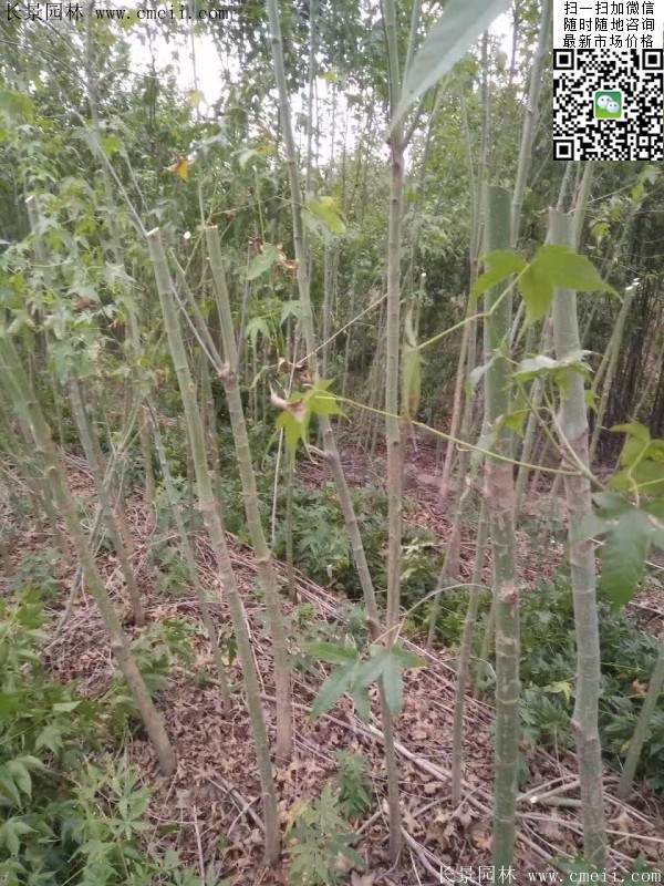 青楓樹(shù)價(jià)格 青楓樹(shù)價(jià)格