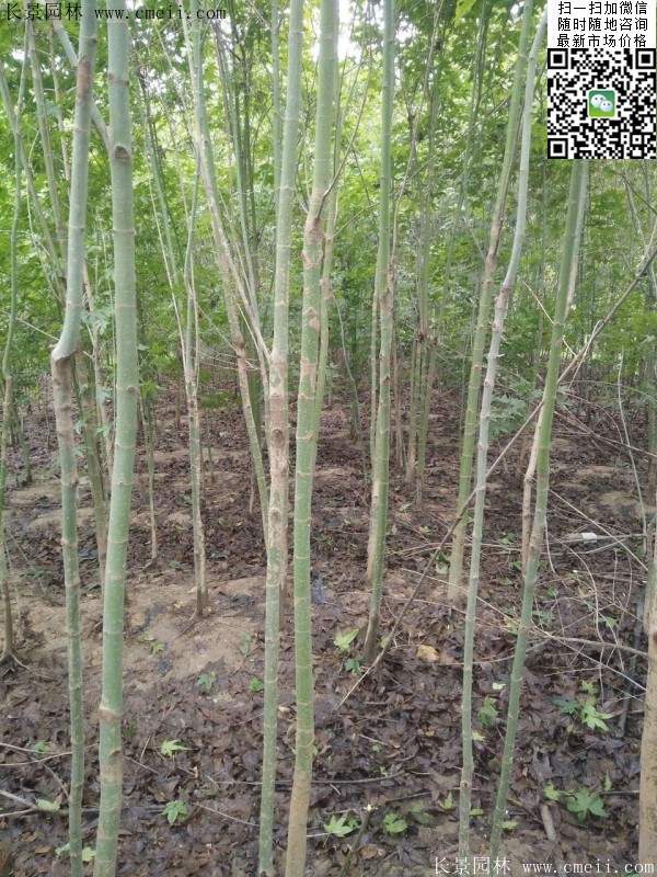 青楓樹(shù)價(jià)格 青楓樹(shù)價(jià)格