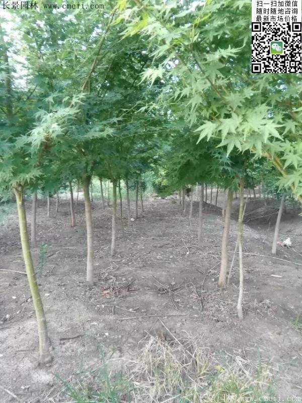 青楓樹(shù)價(jià)格 青楓樹(shù)價(jià)格