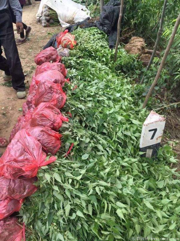 沭陽棣棠價格 沭陽棣棠價格