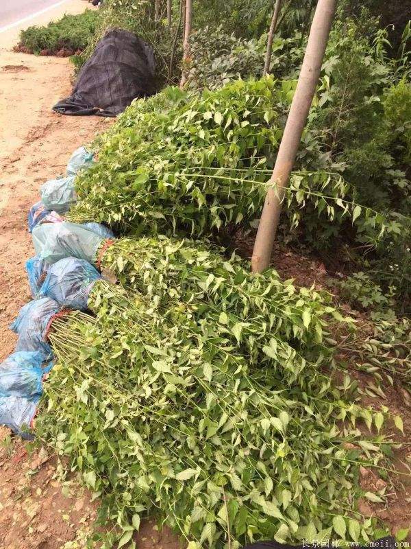 沭陽棣棠價格 沭陽棣棠價格