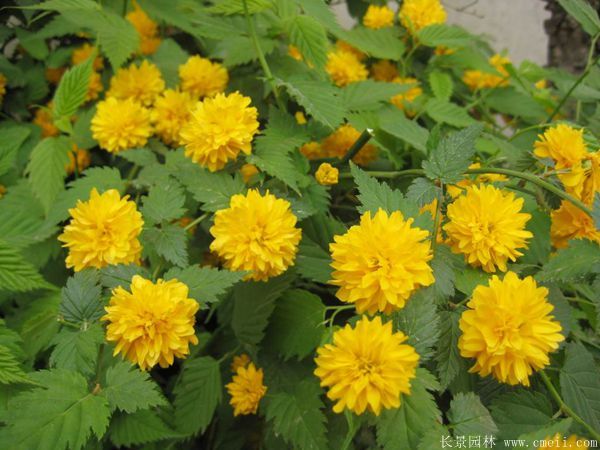 沭陽棣棠價格 沭陽棣棠價格