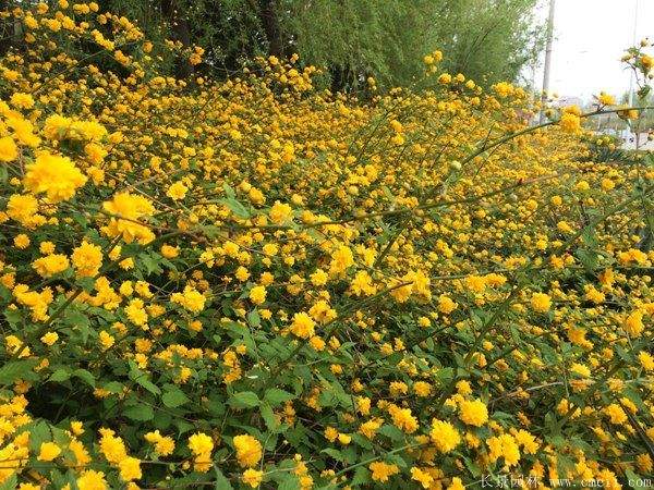 棣棠花產(chǎn)地 棣棠花產(chǎn)地