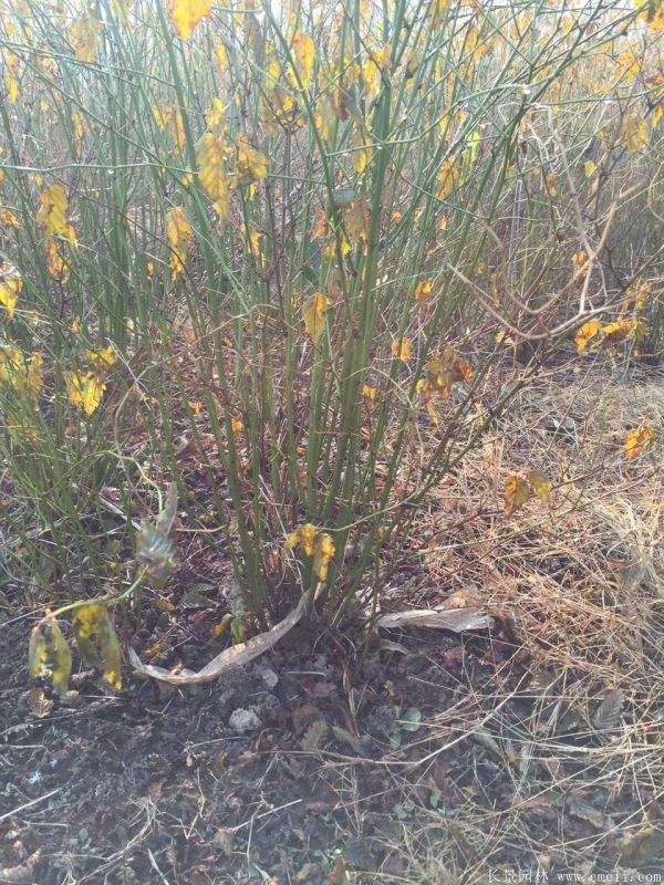 棣棠花產(chǎn)地 棣棠花產(chǎn)地