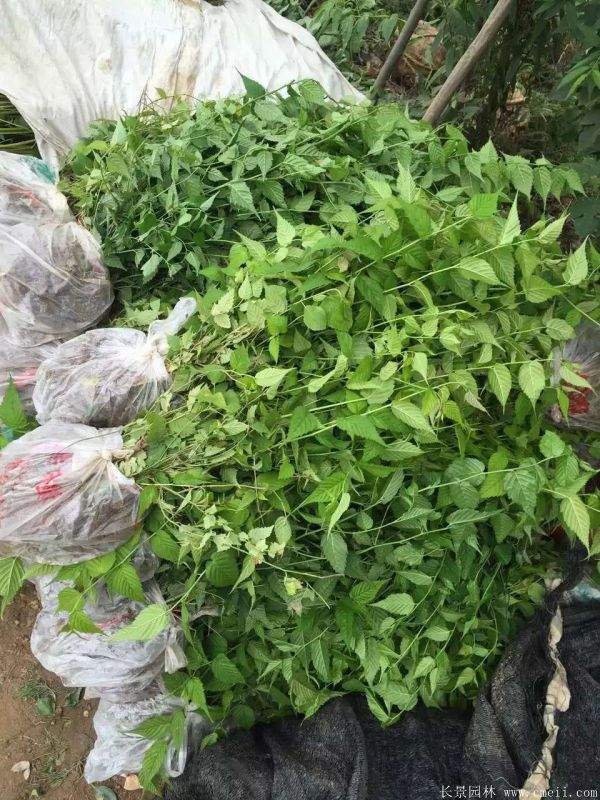 江蘇棣棠花價(jià)格