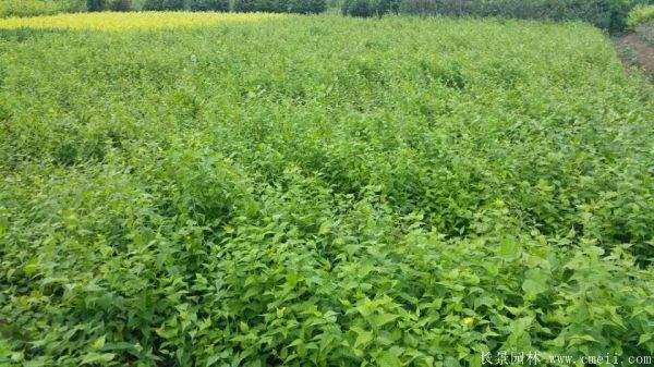 沭陽棣棠花 沭陽棣棠花