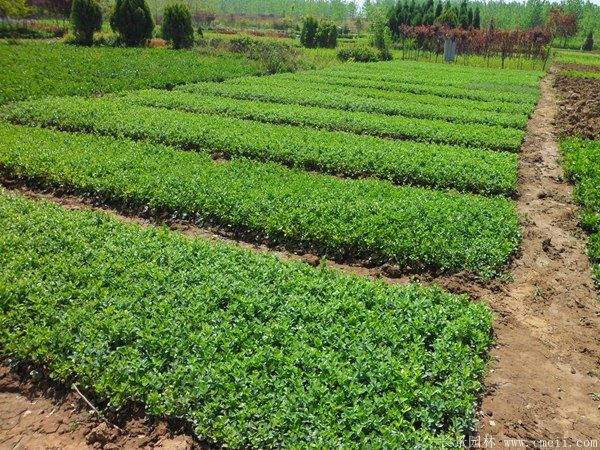 沭陽棣棠花 沭陽棣棠花