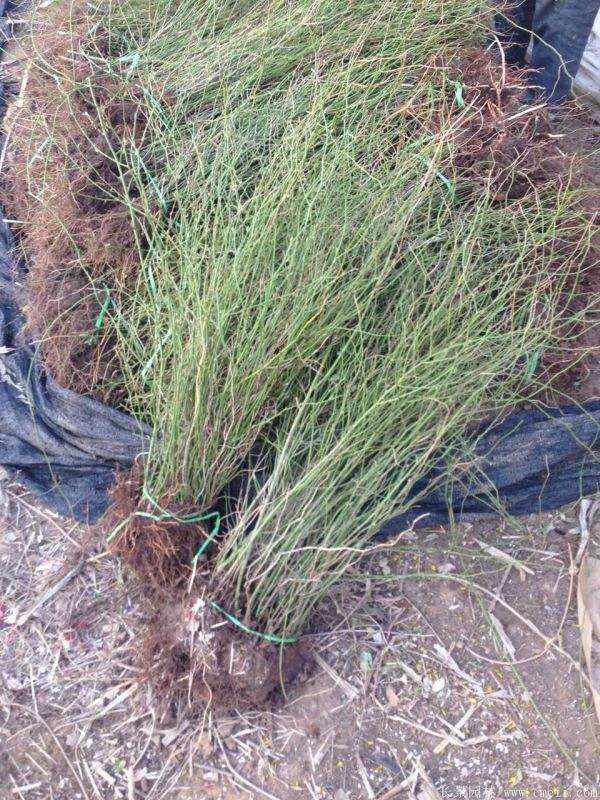 沭陽單重瓣棣棠花價格 沭陽單重瓣棣棠花價格