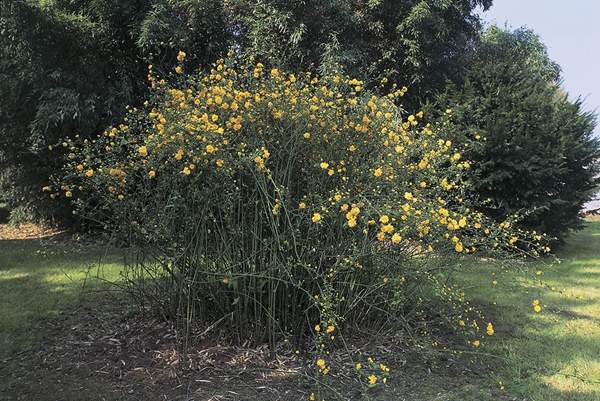 2016沭陽的棣棠價(jià)格 2016沭陽的棣棠價(jià)格