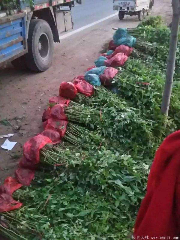 優(yōu)質(zhì)精品棣棠花 優(yōu)質(zhì)精品棣棠花