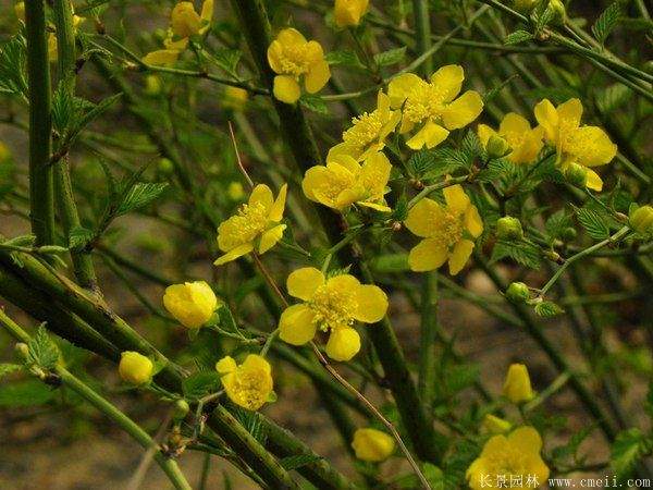 優(yōu)質(zhì)精品棣棠花 優(yōu)質(zhì)精品棣棠花