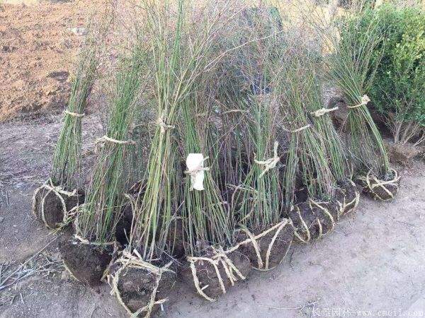 沭陽棣棠花 沭陽棣棠花