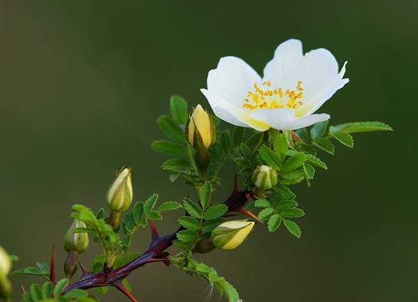 單瓣的棠棣 單瓣的棠棣