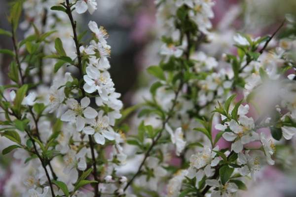 單瓣的棠棣 單瓣的棠棣