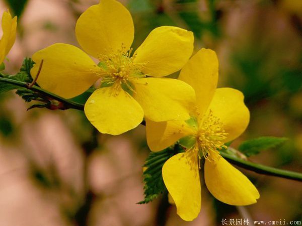 單瓣的棣棠 單瓣的棣棠