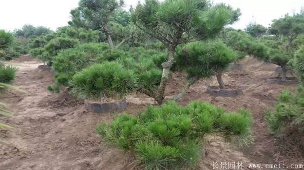 沭陽精品黑松 沭陽精品黑松