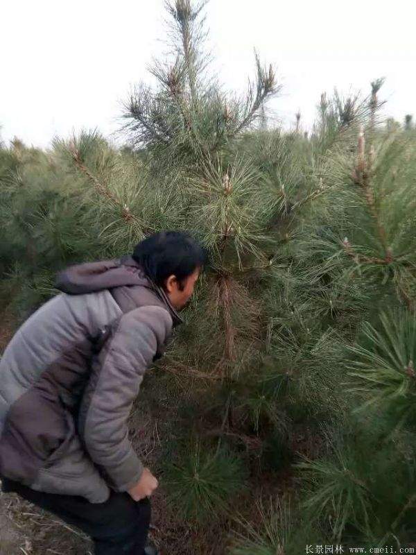 沭陽黑松 沭陽黑松