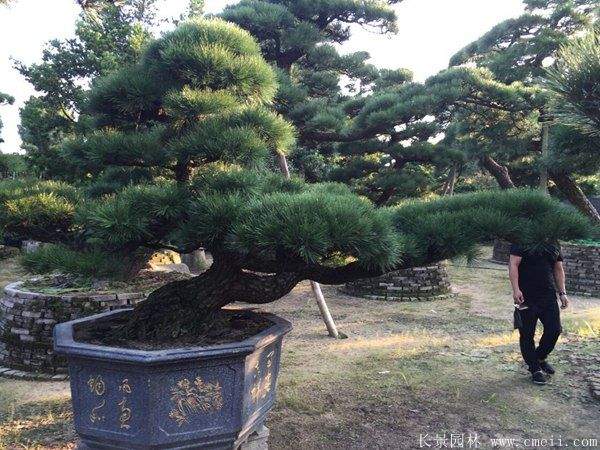 沭陽黑松造型 沭陽黑松造型