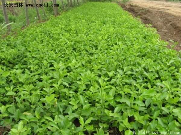 沭陽扶芳藤 沭陽扶芳藤