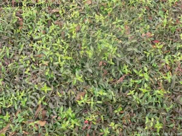 沭陽扶芳藤 沭陽扶芳藤