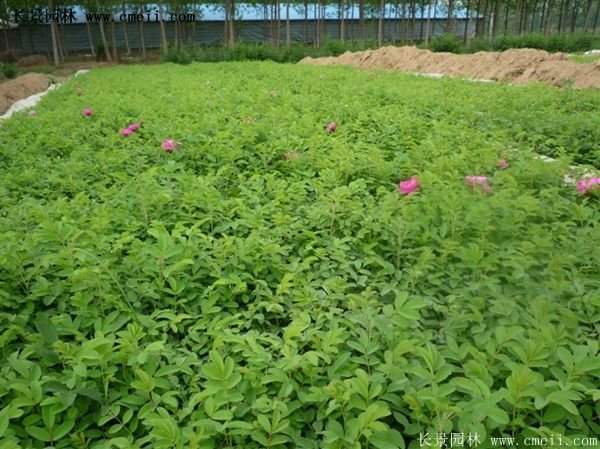 低價銷售優(yōu)質(zhì)玫瑰苗