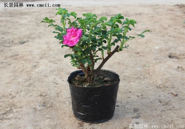 低價銷售優(yōu)質(zhì)玫瑰苗