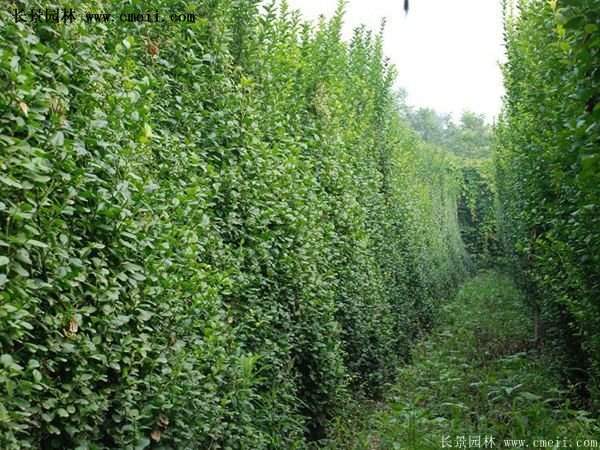 2016扶芳藤多少錢一棵 2016扶芳藤多少錢一棵