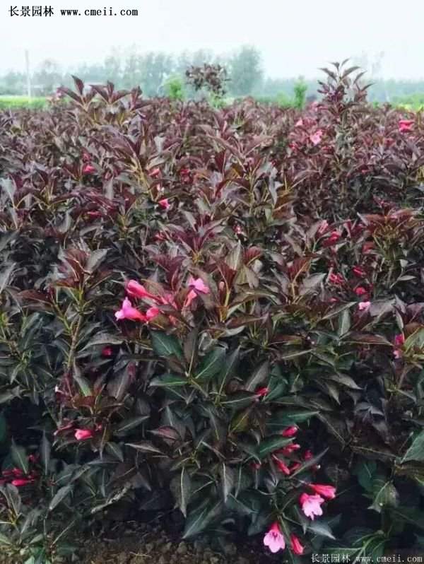 1.2米高的紅王子錦帶 1.2米高的紅王子錦帶