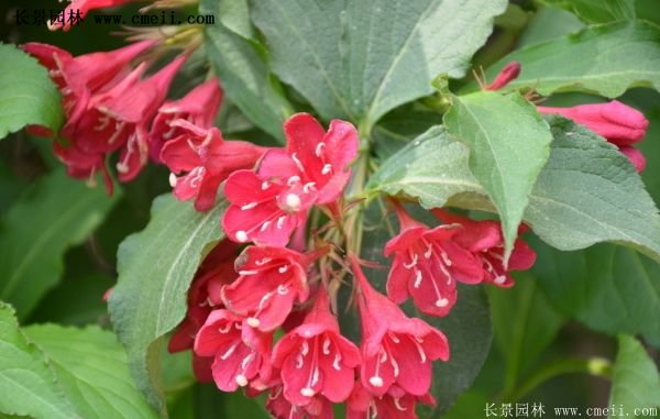 1.2米高的紅王子錦帶 1.2米高的紅王子錦帶