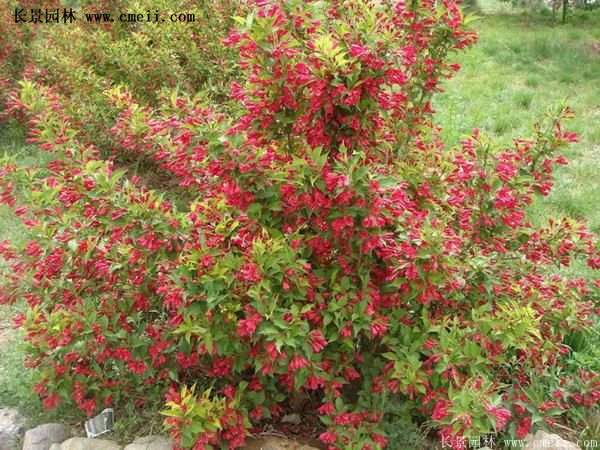 紅王子錦帶 紅王子錦帶