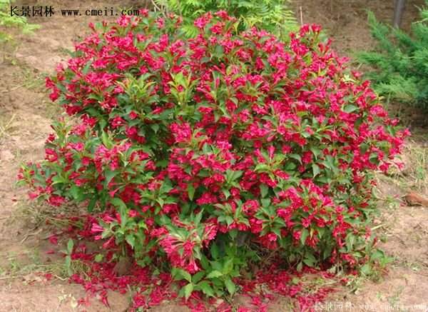 紅王子錦帶 紅王子錦帶