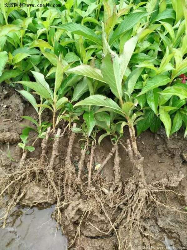 紅王子錦帶規(guī)格 紅王子錦帶規(guī)格