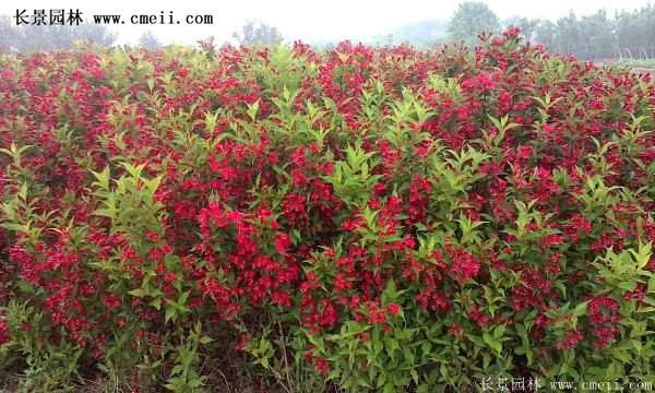 沭陽紅王子錦帶花 沭陽紅王子錦帶花